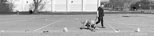 Advanced Dog Training: Mastering Beyond Basic Skills