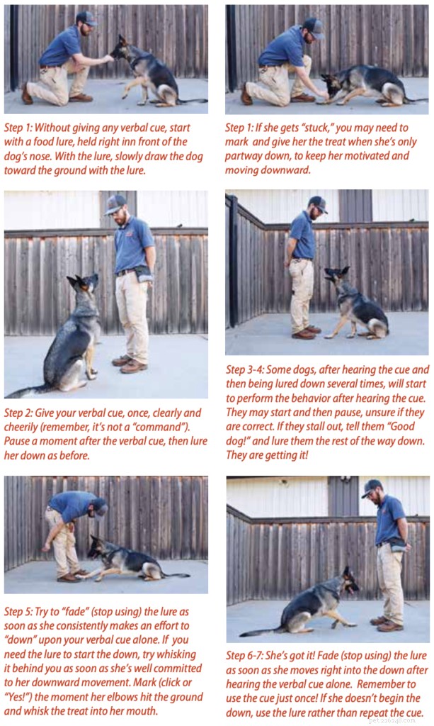 Mastering Verbal Cues: Unlock Reliable Dog Training Through Sound Commands