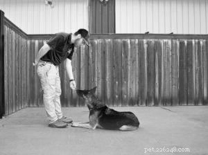 Mastering Verbal Cues: Unlock Reliable Dog Training Through Sound Commands