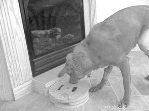 Keeping Your Dog Mentally Active When Mobility Is Limited
