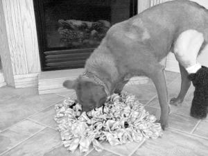 Keeping Your Dog Mentally Active When Mobility Is Limited