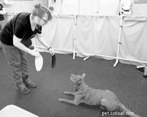 Keeping Your Dog Mentally Active When Mobility Is Limited