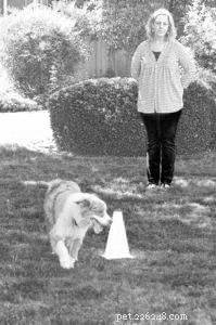Keeping Your Dog Mentally Active When Mobility Is Limited