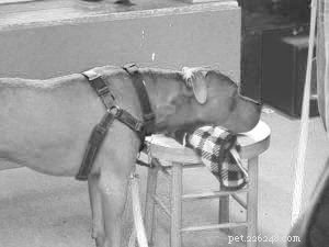 Keeping Your Dog Mentally Active When Mobility Is Limited