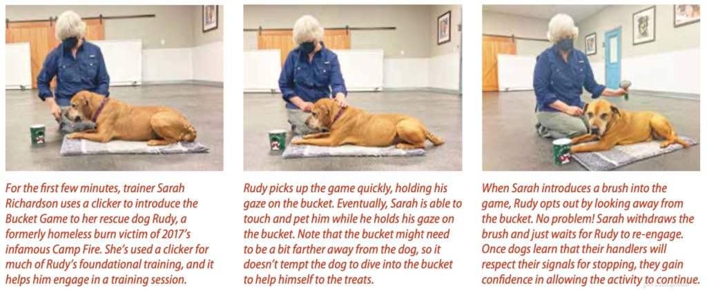 Cooperative Care: Empowering Your Dog with Choice & Control