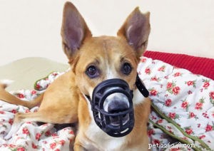 Cooperative Care: Empowering Your Dog with Choice & Control