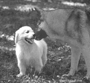 Protecting Your Puppy: Understanding Infection and Isolation Risks