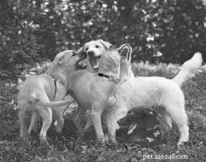 Protecting Your Puppy: Understanding Infection and Isolation Risks