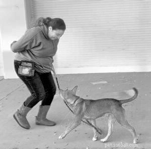 Mastering Reliable Dog Recall: Daily Practice for Safety & Trust