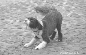 How to Stop Your Dog from Barking Excessively: Proven Strategies