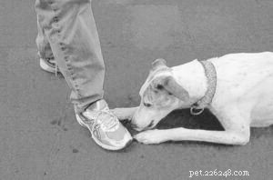 Mastering Dog Impulse Control: Proven Training Techniques for Calm, Confident Canines