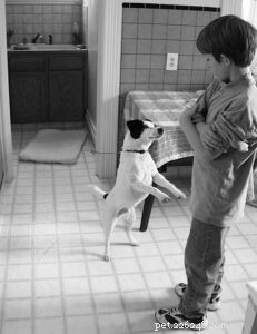 Mastering Dog Impulse Control: Proven Training Techniques for Calm, Confident Canines