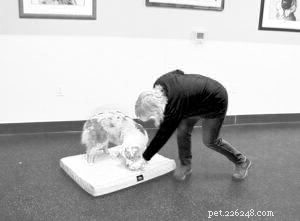 Mastering Dog Impulse Control: Proven Training Techniques for Calm, Confident Canines