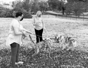 Mastering Leash Greetings: Boost Your Dog’s Social Skills & Confidence