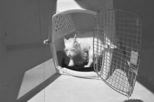 Master Crate Training: Ensure Your Dog’s Comfort and Safety