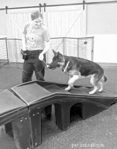 Target Training: Teach Your Dog to Follow Commands with Precision