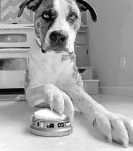 Target Training: Teach Your Dog to Follow Commands with Precision