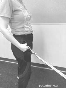 Polite Leash Walking: Keeping Your Dog Calm & Safe on a Slow Pace