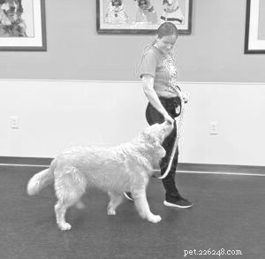 Polite Leash Walking: Keeping Your Dog Calm & Safe on a Slow Pace