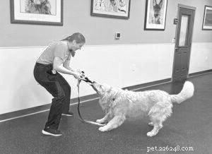 Polite Leash Walking: Keeping Your Dog Calm & Safe on a Slow Pace