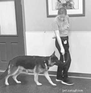 Polite Leash Walking: Keeping Your Dog Calm & Safe on a Slow Pace