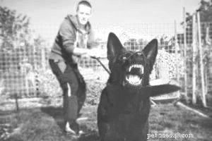 Understanding Why Dogs Growl at People – Causes & Solutions