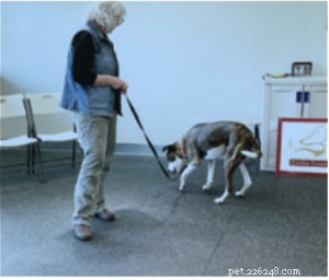 Understanding Why Dogs Growl at People – Causes & Solutions