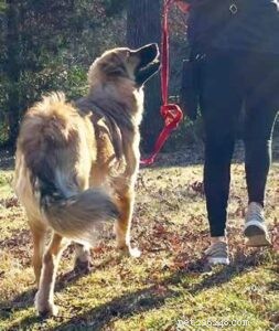 Stop Leash Pulling: Gentle, Proven Techniques for Calm Walks