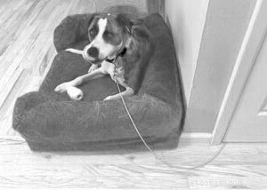 Beyond Crates: Smart Alternatives for Safe Dog Containment