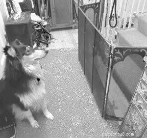 Beyond Crates: Smart Alternatives for Safe Dog Containment