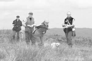 Force-Free Gundog Training: How Positive Reinforcement Can Transform Your Hunting Dog s Behavior