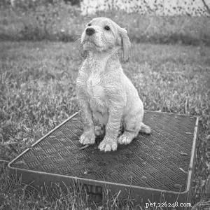 Force-Free Gundog Training: How Positive Reinforcement Can Transform Your Hunting Dog s Behavior