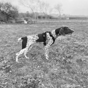 Force-Free Gundog Training: How Positive Reinforcement Can Transform Your Hunting Dog s Behavior