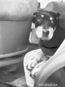 Understanding and Managing Severe Anxiety in Dogs