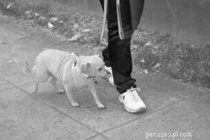 Understanding and Managing Severe Anxiety in Dogs