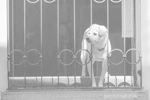 Create a Safe, Healthy Home for Your Dog and Family