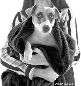 Apple Cider Vinegar: Top Benefits & Safe Uses for Dogs