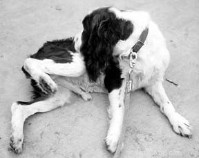 Understanding Canine Skin Allergies: Causes, Symptoms, and Effective Care