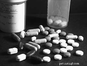 Dog Meds: No Magic Pill – What You Need to Know