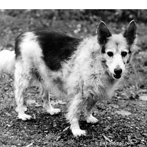 Your Dog’s Immune System Explained: How It Protects Against Viruses, Bacteria, and Parasites