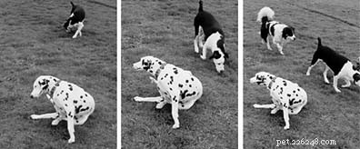 Your Dog’s Immune System Explained: How It Protects Against Viruses, Bacteria, and Parasites