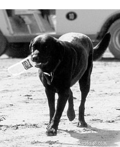 Understanding Canine Diabetes: Common Signs, Diagnosis, and Management