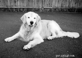 Natural & Holistic Solutions for Canine Skin Rashes