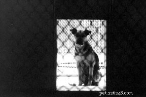 Why Spaying and Neutering Matters: Protecting Pets and Shelters
