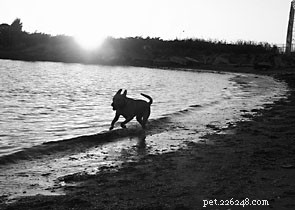 Understanding Over-Vaccination: A Guide to Safe Dog Immunization
