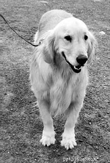 Optimal Timing for Spaying or Neutering Your Dog: A Veterinarian’s Guide