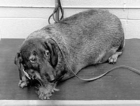 Effective Strategies to Combat Dog Obesity: Exercise & Nutrition Guidance