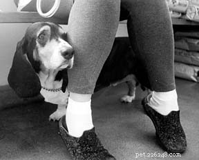 Helping a Rescue Dane Overcome Vet Anxiety