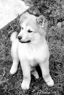 Strengthen Your Dog’s Immune System: Proven Strategies for Optimal Health