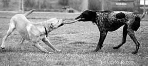 Managing Hip Dysplasia in Dogs: Expert Care & Support for Your Pet